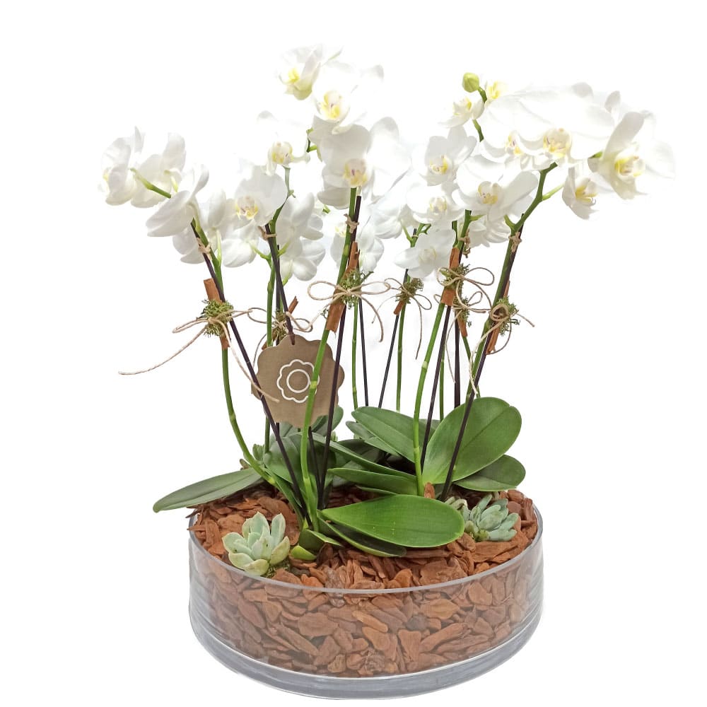 Mykonos - Arranjo de Mini Orquídeas Brancas | Arquitetura das Flores