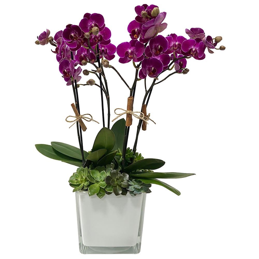 Klimt - Arranjo de Mini Orquídeas Phalaenopsis pink | Arquitetura das Flores