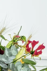 Significado das flores: Orquídea.