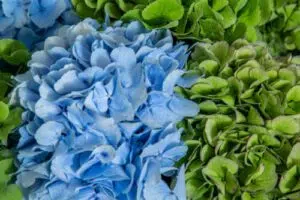 Hortencia azul é uma flor pequena para ter em casa