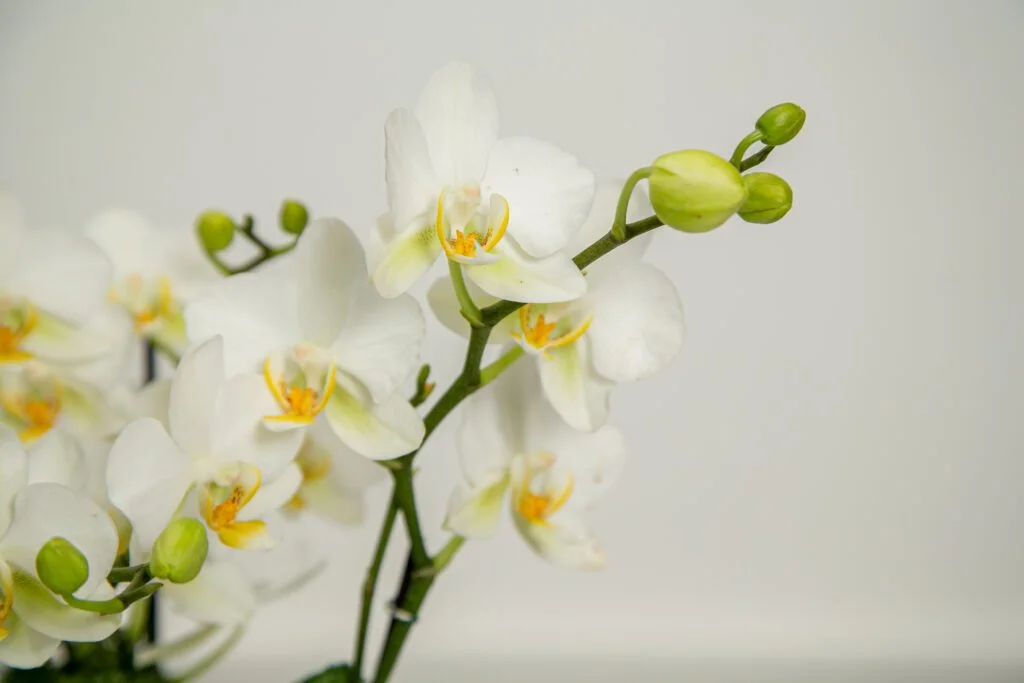 Decoração home-office com flores que estimulam produtividade 3 Orquidea