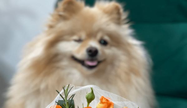 Cachorro encima de poltrona verde ao lado de vaso de flor.
