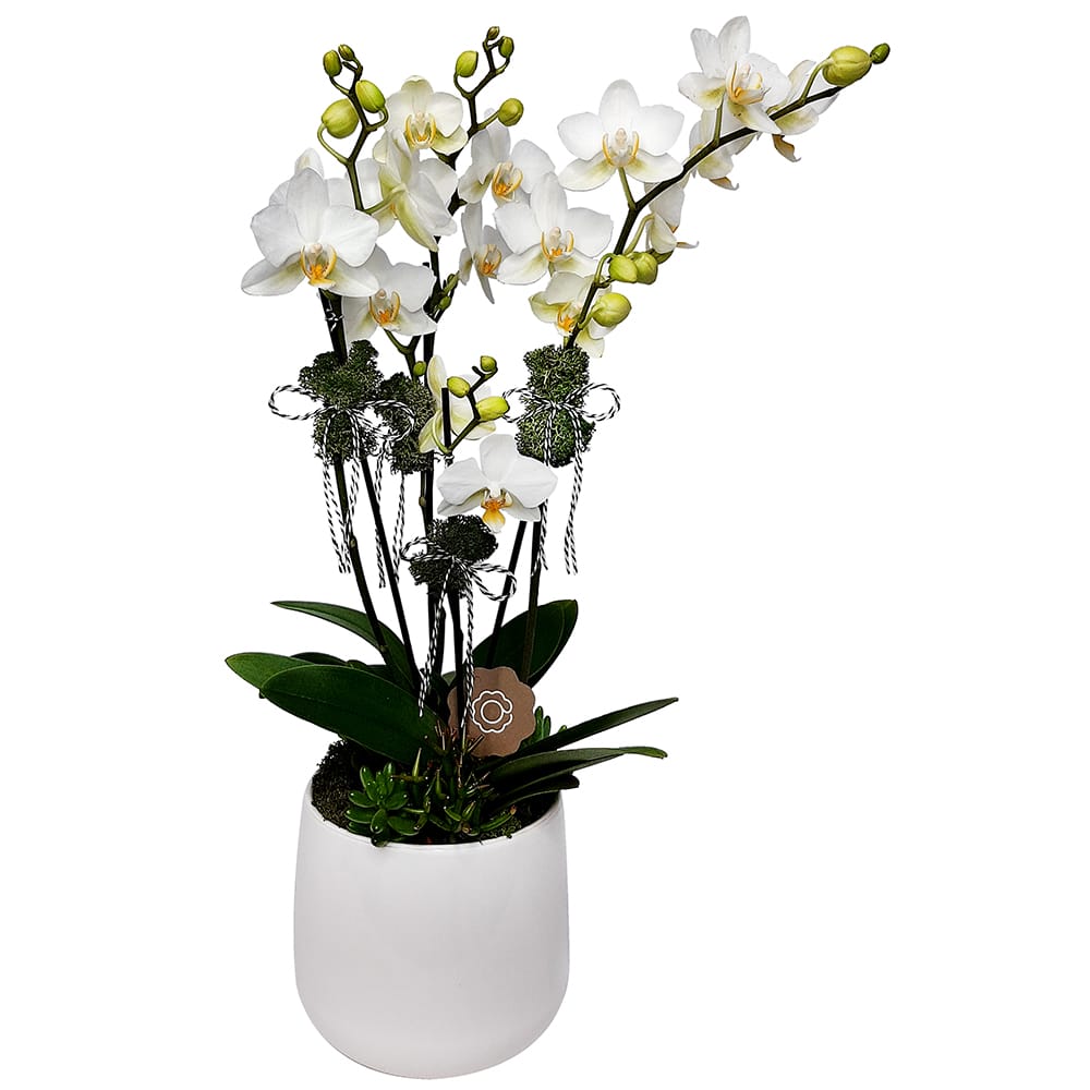 Capitolina - Arranjo de Mini Orquídea Branca | Arquitetura das Flores