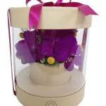 Vanda - Arranjo de Orquídeas Vanda pink