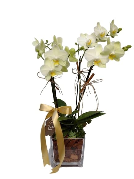 Orphis - Arranjo de Mini Orquídea Phalaenopsis verde em vaso de vidro |  Arquitetura das Flores