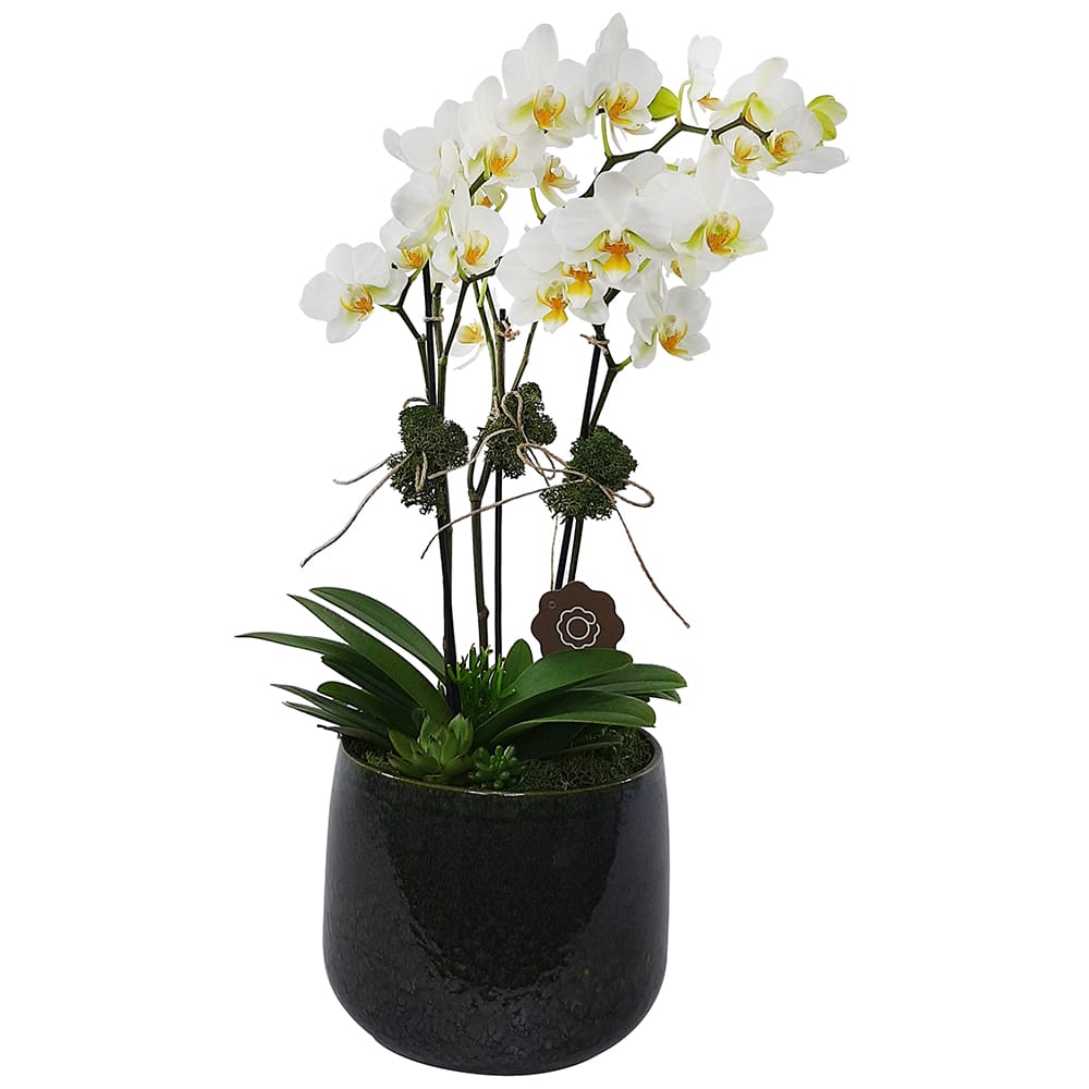 Décor - Arranjo de Mini Orquídea Branca | Arquitetura das Flores