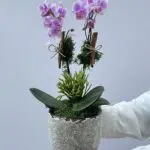 Amour - Mini Orquídea Phalaenopsis Cor-de-Rosa