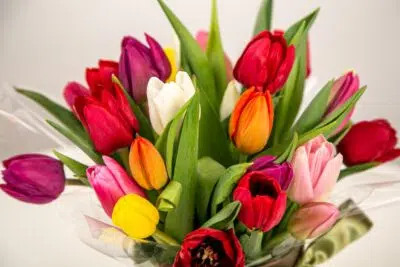 Dia de Ação de Graças: Conheça melhores flores para a decoração 4 Arranjo de tulipas de várias coires