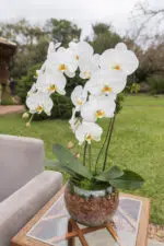 Abaular - Orquideas Phalaenopsis - Imagem 2