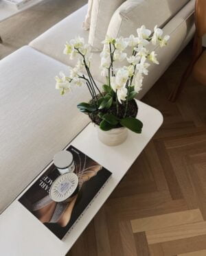 Vaso de Orquídeas brancas encima da mesa.
