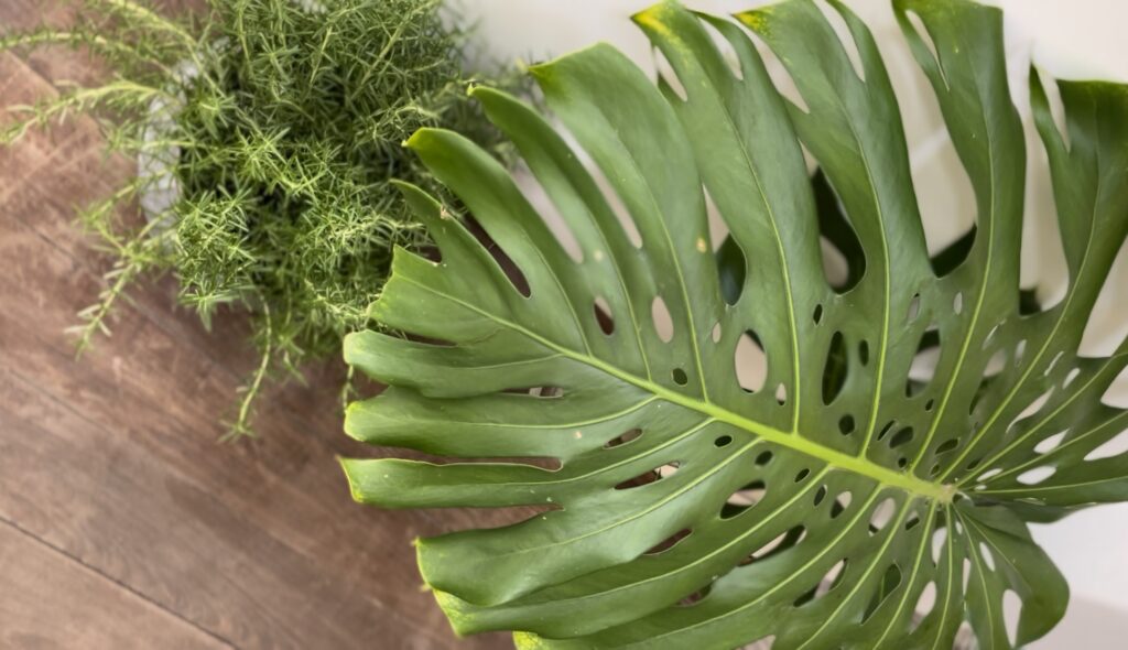 Plantas são usadas na decoração urban Jungle