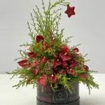 Christmas Peace - Box de Mini Antúrios