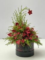 Christmas Peace - Box de Mini Antúrios