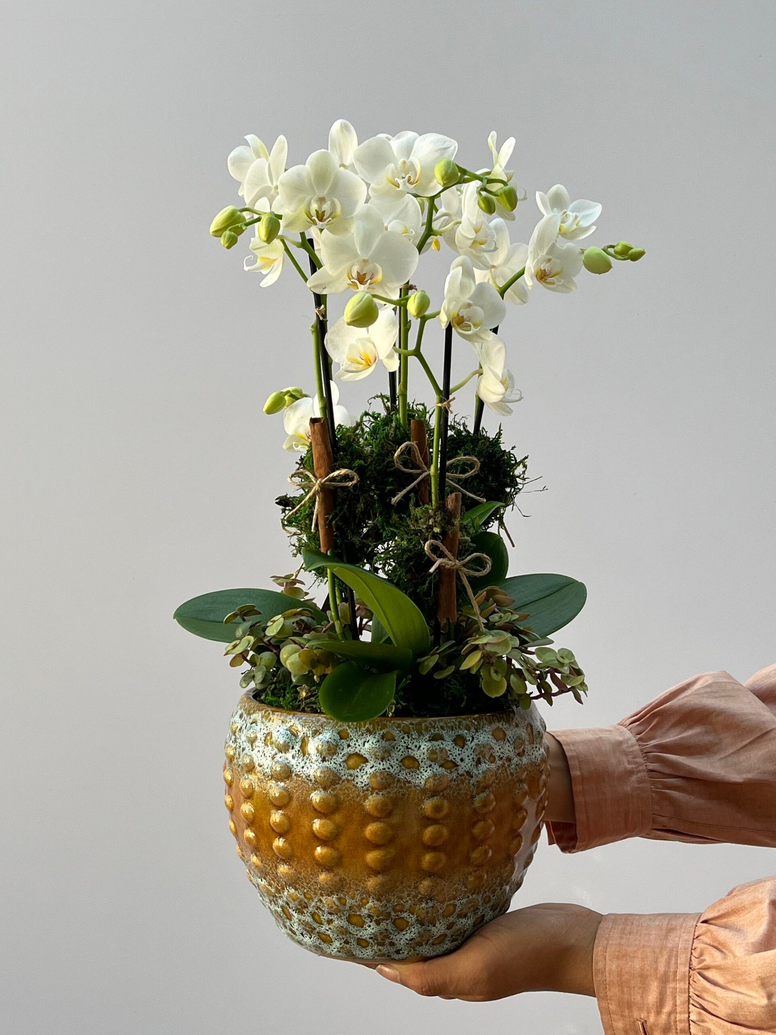 IMG_7987 Haia - Arranjo de Mini Orquídeas - Imagem 1