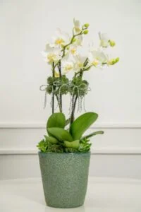 Vaso de orquídeas brancas.