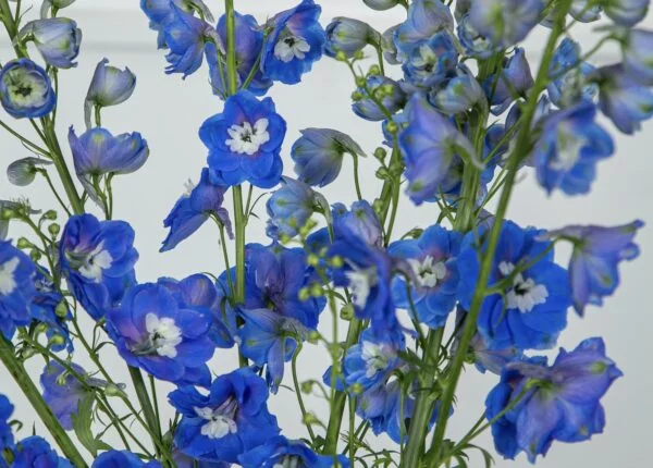 Flores com as cores do Novembro Azul.