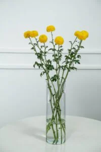 Crisântemo é uma das flores de Novembro.