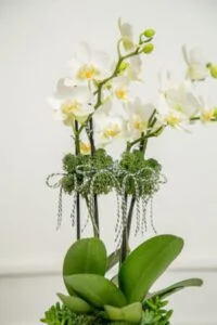 Orquídea é uma flor que cresce em novembro.