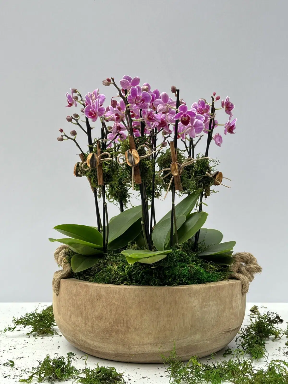 Isabelle Pierre -  Mini Orquídeas Phalaenopsis Pink - Imagem 1