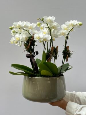 Orquideas em gramado floricultura em gramado