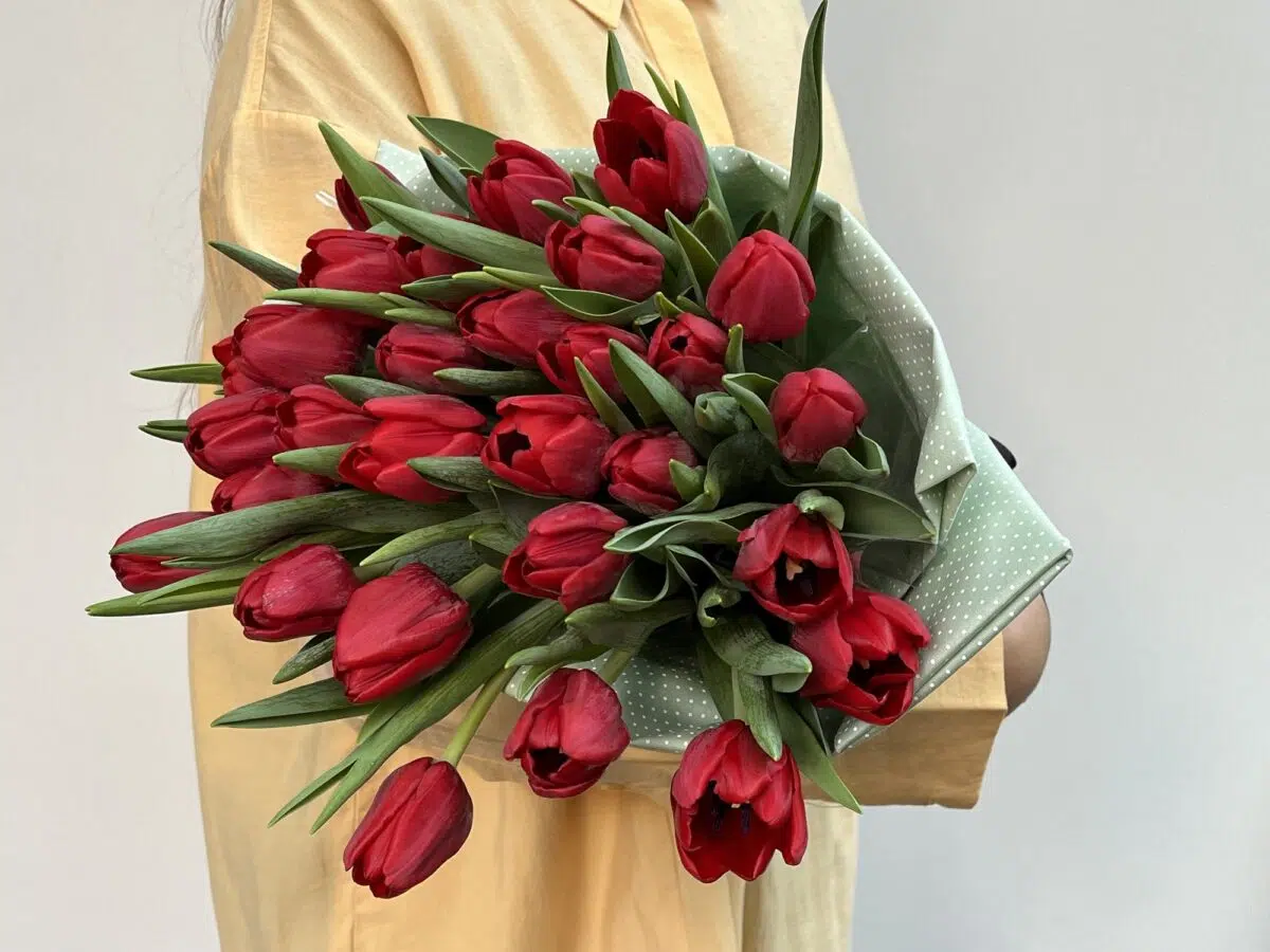Tulipa