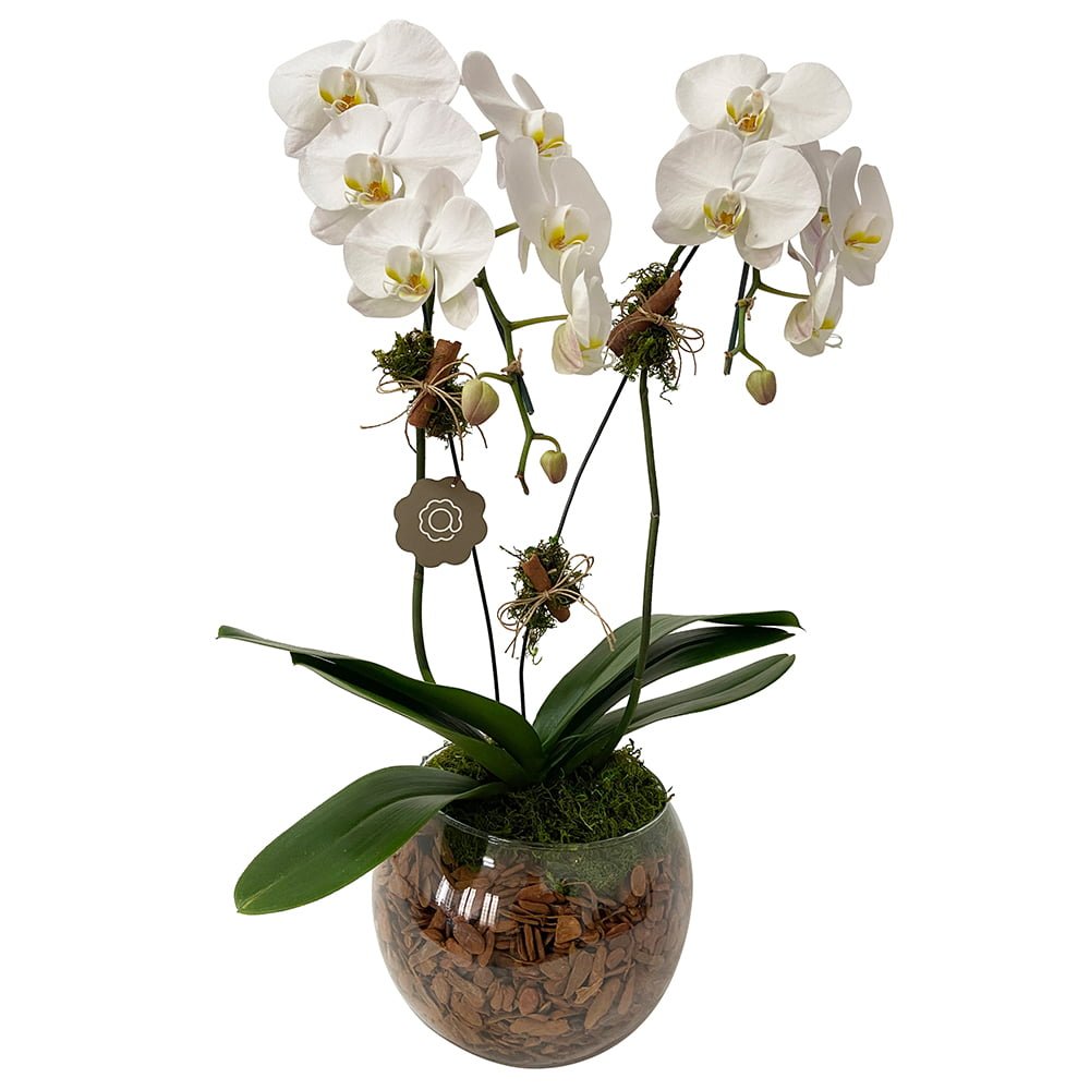 arranjo premium de orquídeas