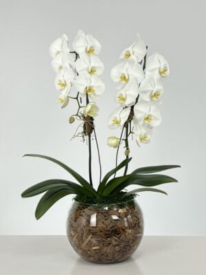 abaular arranjo de orquideas phalaenopsis arquitetura das flores porto alegre 1