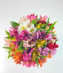 amora box de astromelias coloridas arquitetura das flores porto alegre 4
