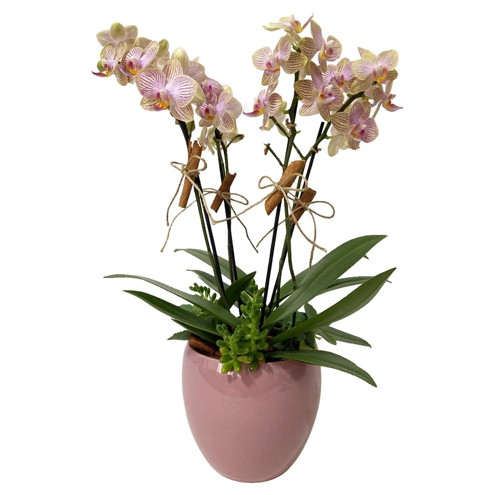 arranjo de mini orquideas floricultura em porto alegre entrega em porto alegre e regiao metropolitana arranjo orquidea