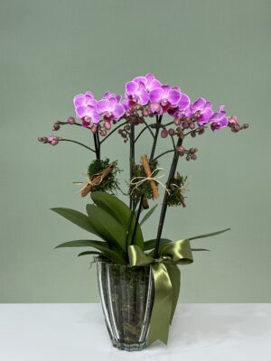 arts e crafts arranjo de mini orquidea arquitetura das flores porto alegre 1
