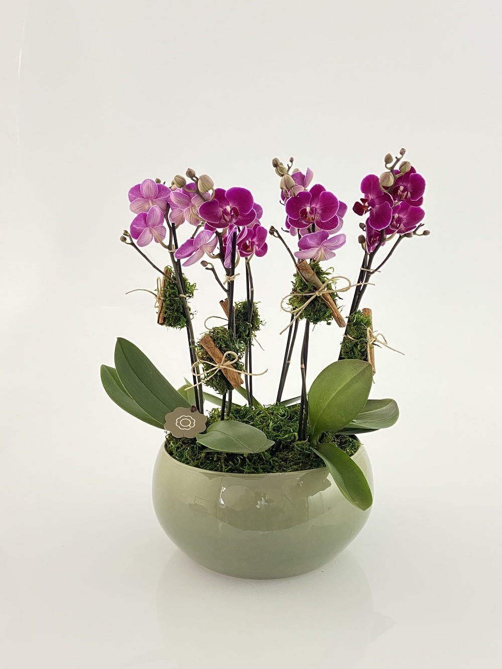 blues arranjo de mini orquidea arquitetura das flores porto alegre 1