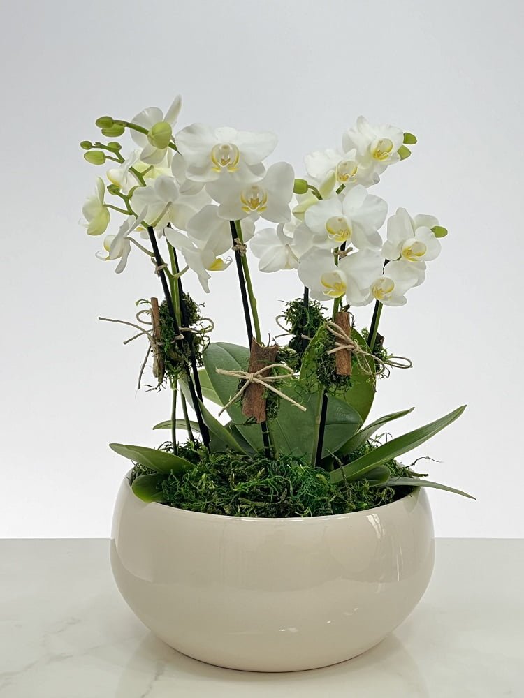coconut milk arranjo de mini orquideas arquitetura das flores porto alegre