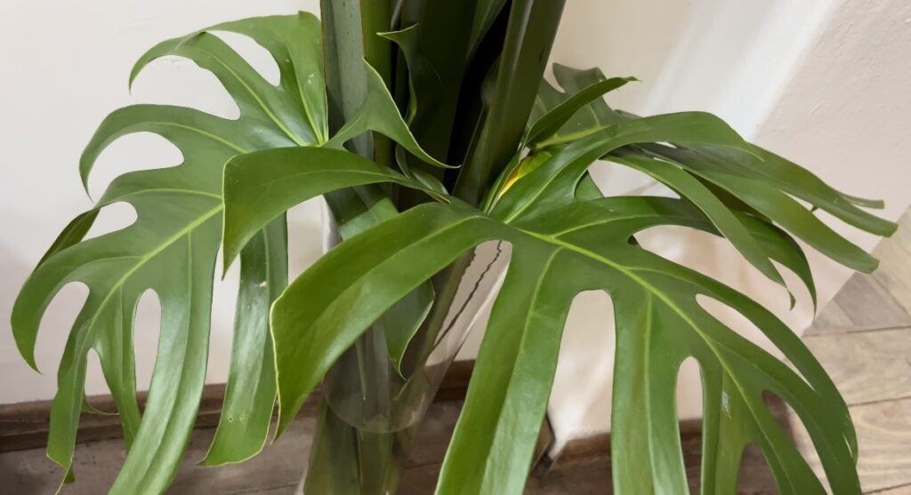 Plantas que podem ser usadas para paisagismo jardim.