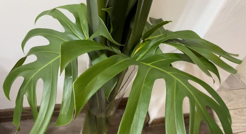 Plantas que podem ser usadas para paisagismo jardim.