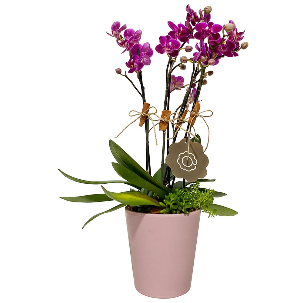 Solomon - Arranjo de Mini Orquídeas pink | Arquitetura das Flores
