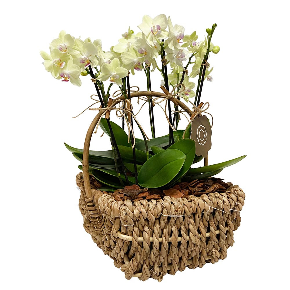 Flower - Arranjo de Mini Orquídeas brancas | Arquitetura das Flores