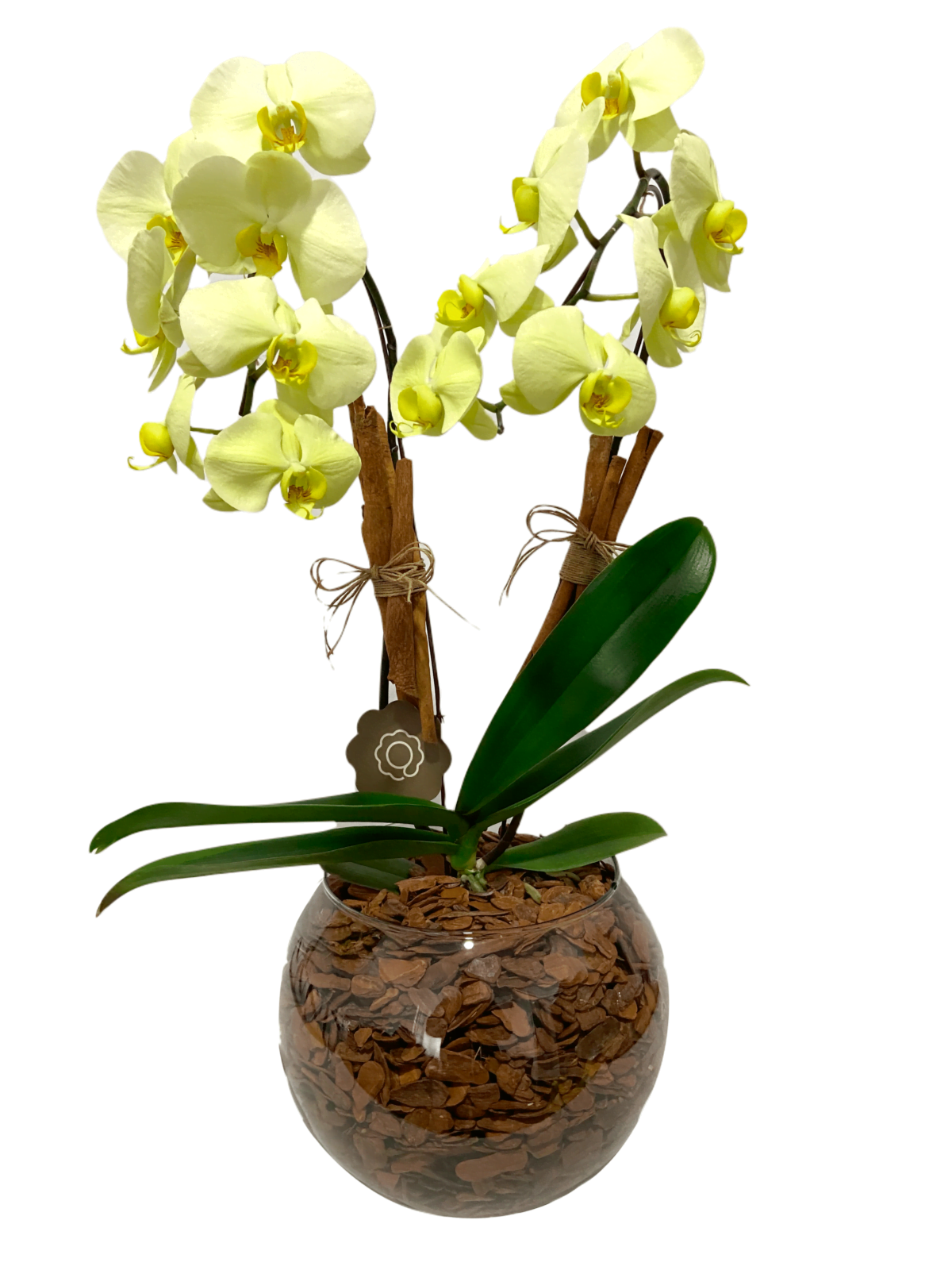 enviar flores online floricultura porto alegre arranjo de orquideas