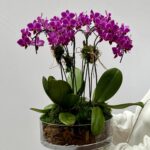 Elche - Mini Orquídeas Pink