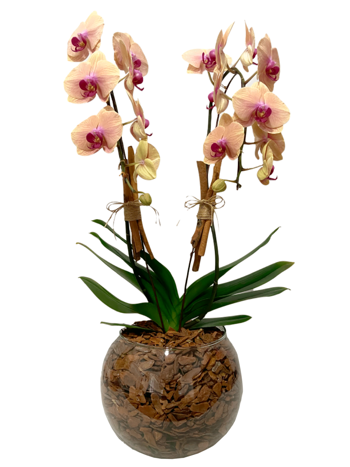 floricultura moinhos de vento melhor floricultura arranjo de orquideas