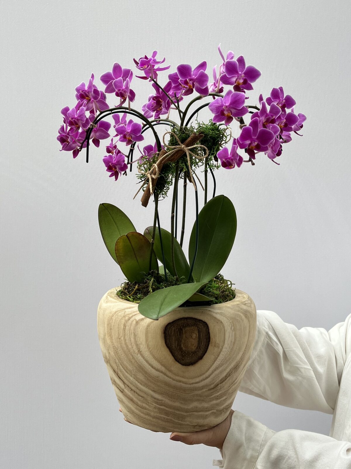 Orphis - Arranjo de Mini Orquídeas Phalaenopsis Pink - Imagem 1