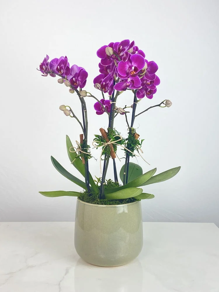 haia arranjo de mini orquideas pink arquitetura das flores porto alegre 3