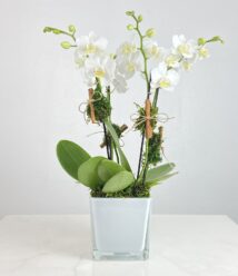 lilases arranjo de mini orquideas phalaenopsis brancas arquitetura das flores porto alegre 2