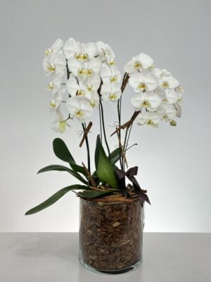 moderne arranjo de orquideas brancas arquitetura das flores porto alegre