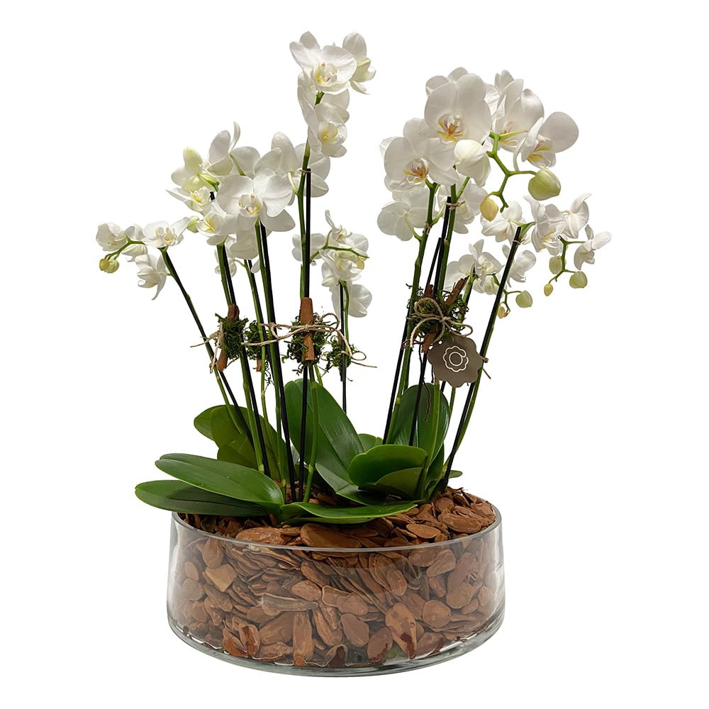 arranjo de mini orquídeas brancas