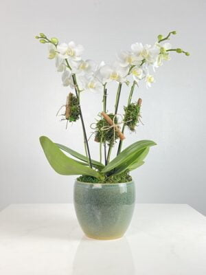 oakland arranjo de mini orquideas brancas arquitetura das flores porto alegre 1