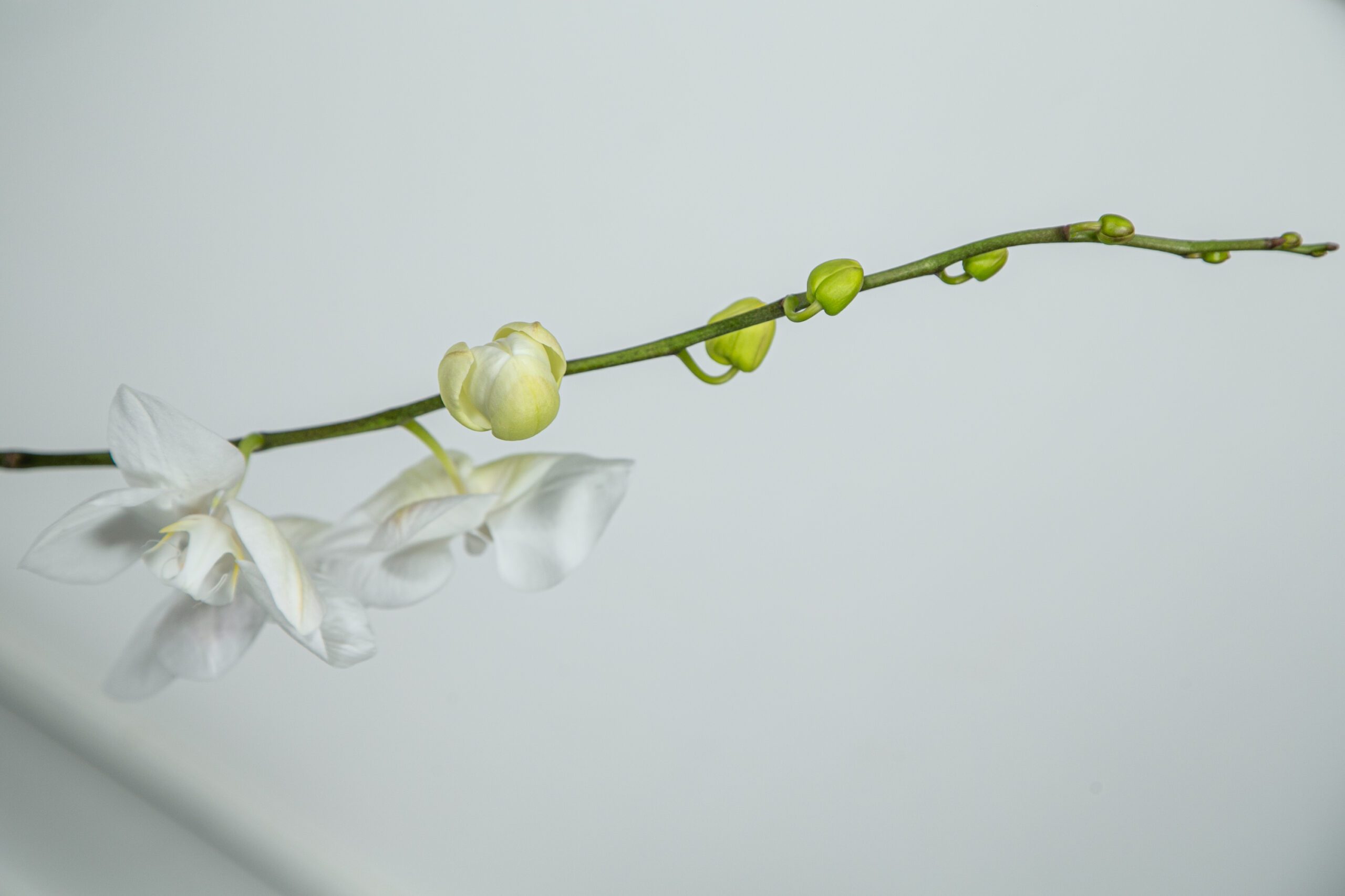 Orquídea Branca.