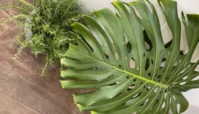 Conheça a decoração Chillhouse, tendência moderna europeia 2 Folha verde que combina com estilo decorarivo chillhouse.