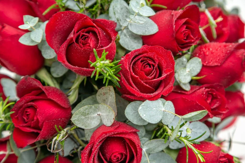 Conjunto Rosas vermelhas, Flores para Presentear