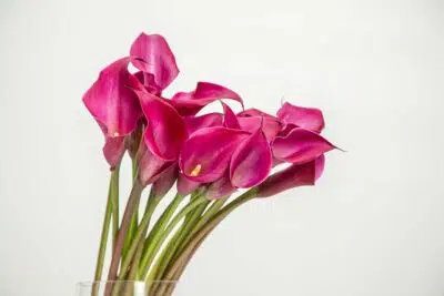 Conheça a decoração Chillhouse, tendência moderna europeia 4 Flor de Callas rosa em fundo branco.