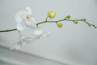 Orquídea branca.